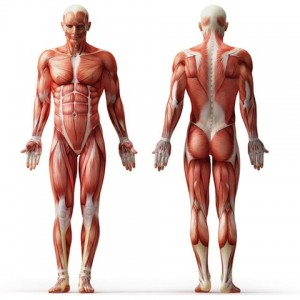 human-muscle-anatomy