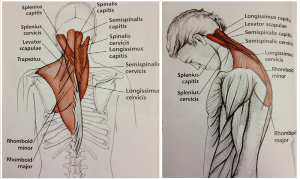 neck shoulder stretches